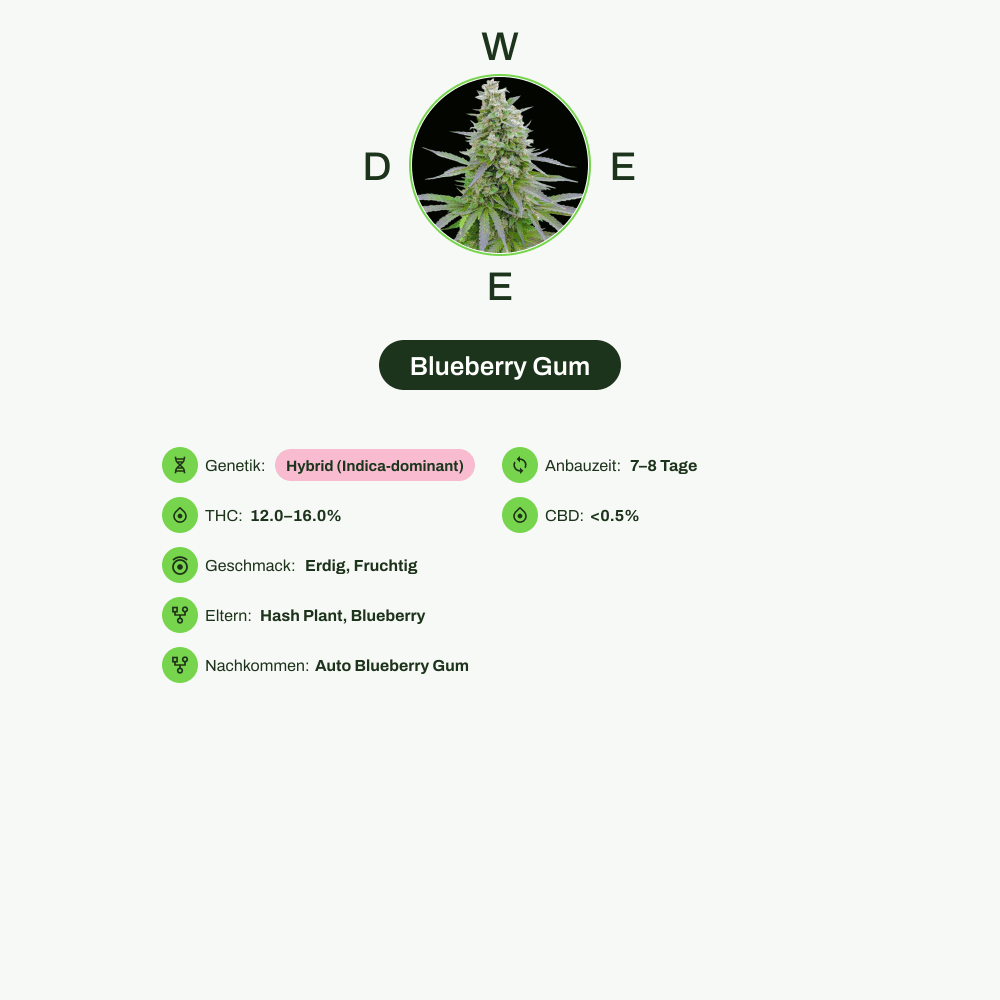 Infografik über THC-Gehalt, CBD-Gehalt, Wirkungen, Geschmack von Blueberry Gum