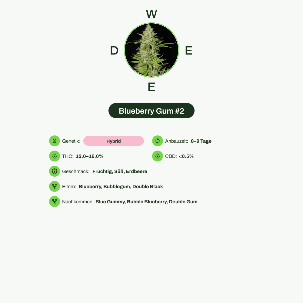 Infografik über THC-Gehalt, CBD-Gehalt, Wirkungen, Geschmack von Blueberry Gum #2