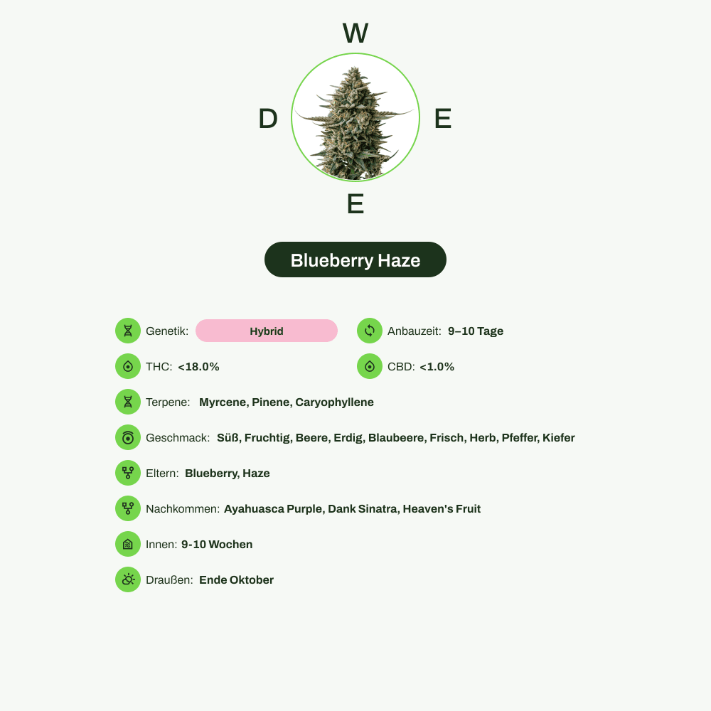 Infografik über THC-Gehalt, CBD-Gehalt, Terpene, Wirkungen, Geschmack von Blueberry Haze