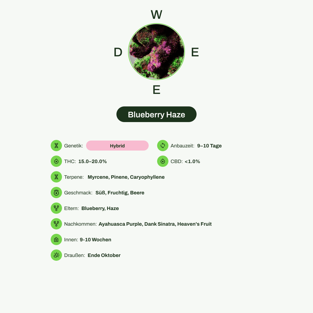 Infografik über THC-Gehalt, CBD-Gehalt, Terpene, Wirkungen, Geschmack von Blueberry Haze