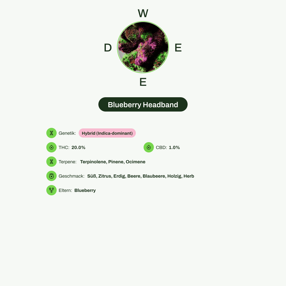 Infografik über THC-Gehalt, CBD-Gehalt, Terpene, Wirkungen, Geschmack von Blueberry Headband