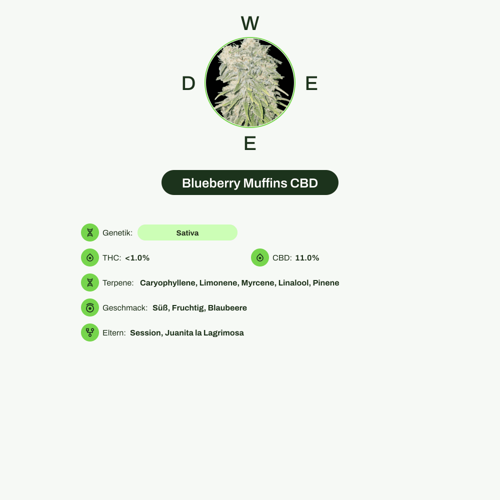Infografik über THC-Gehalt, CBD-Gehalt, Terpene, Wirkungen, Geschmack von Blueberry Muffins CBD