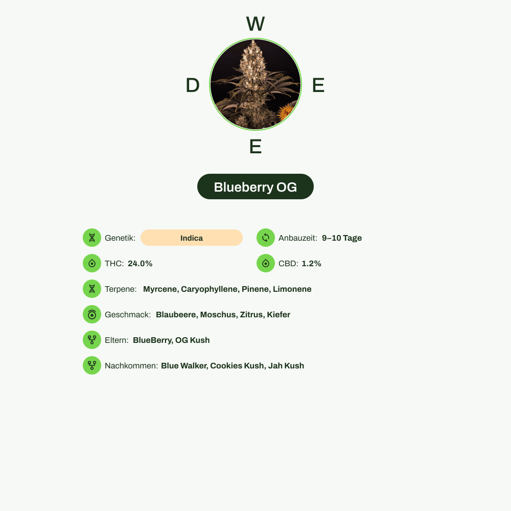 Infografik über THC-Gehalt, CBD-Gehalt, Terpene, Wirkungen, Geschmack von Blueberry OG