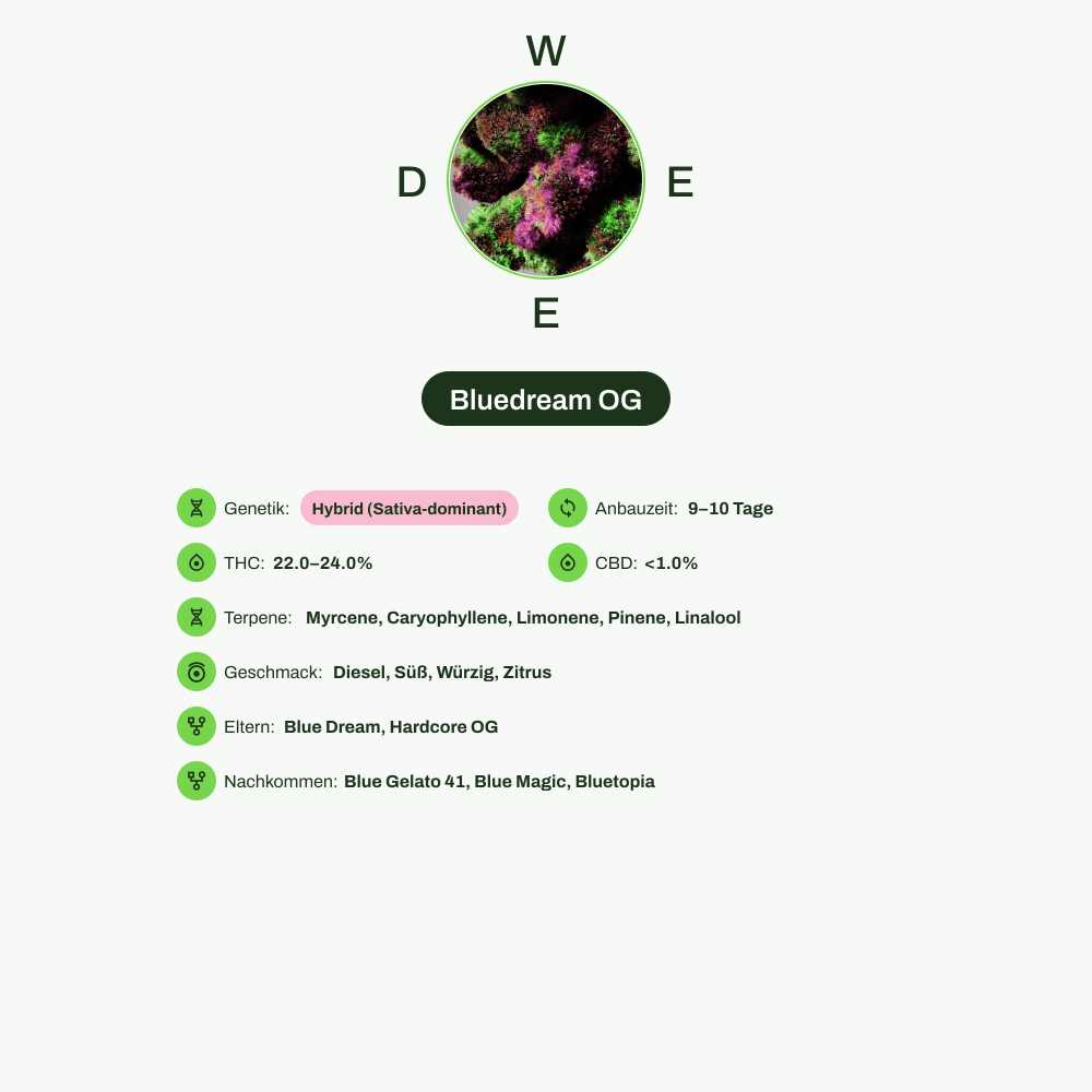 Infografik über THC-Gehalt, CBD-Gehalt, Terpene, Wirkungen, Geschmack von Bluedream OG