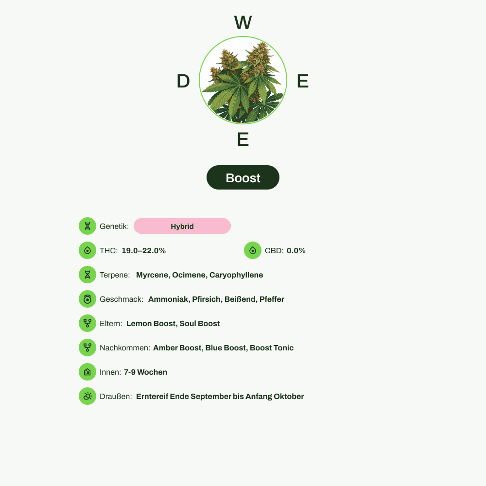 Infografik über THC-Gehalt, CBD-Gehalt, Terpene, Wirkungen, Geschmack von Boost