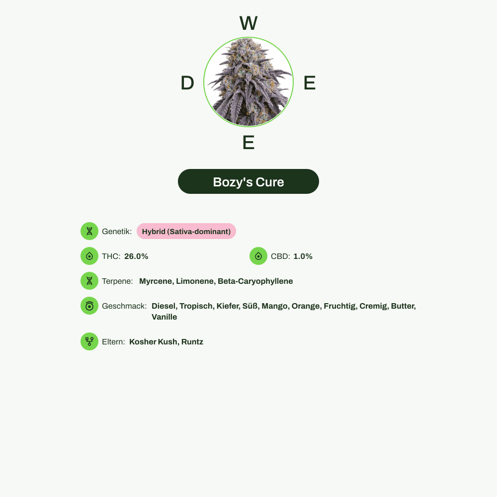 Infografik über THC-Gehalt, CBD-Gehalt, Terpene, Wirkungen, Geschmack von Bozy's Cure