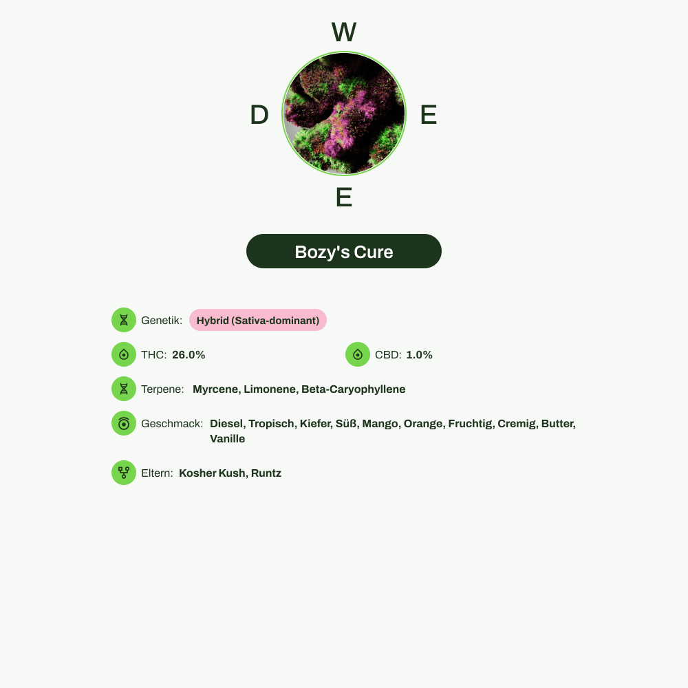 Infografik über THC-Gehalt, CBD-Gehalt, Terpene, Wirkungen, Geschmack von Bozy's Cure
