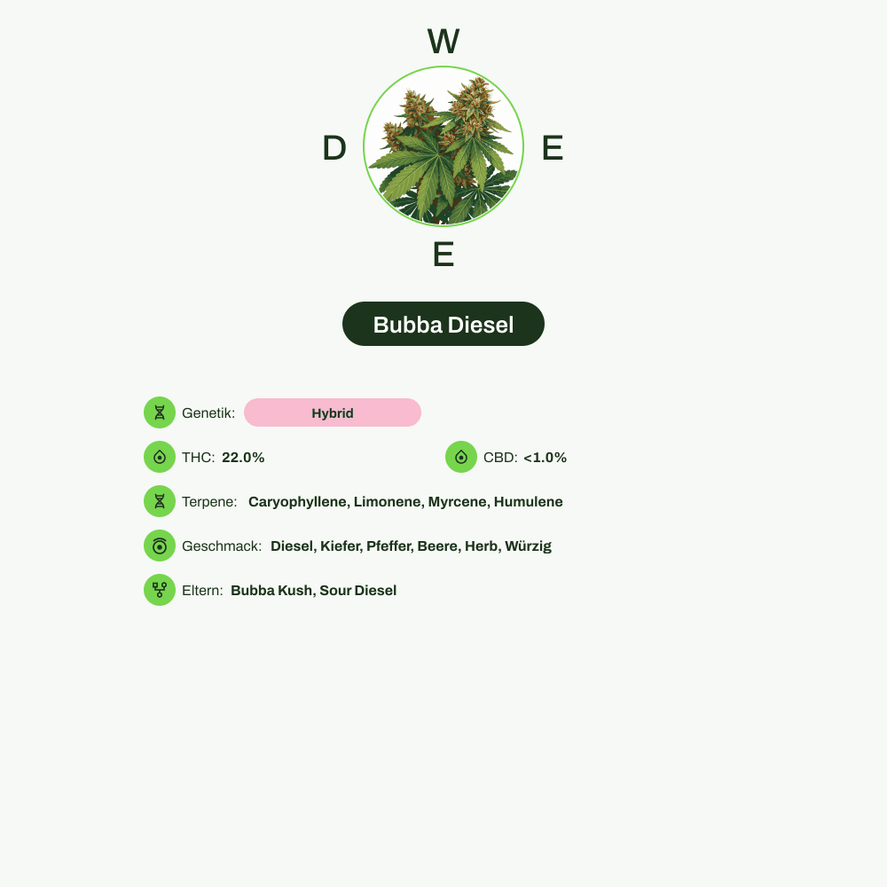 Infografik über THC-Gehalt, CBD-Gehalt, Terpene, Wirkungen, Geschmack von Bubba Diesel