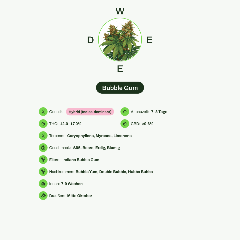 Infografik über THC-Gehalt, CBD-Gehalt, Terpene, Wirkungen, Geschmack von Bubble Gum