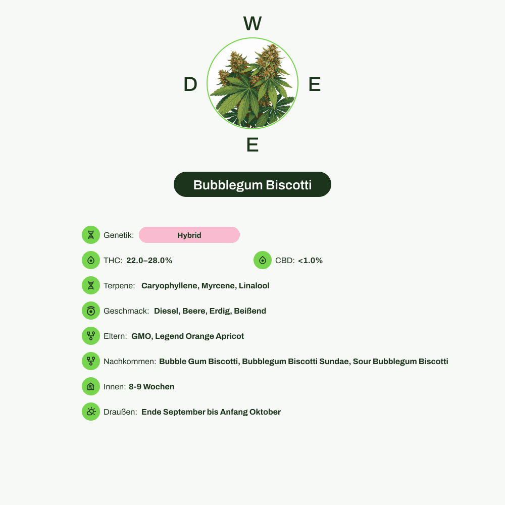 Infografik über THC-Gehalt, CBD-Gehalt, Terpene, Wirkungen, Geschmack von Bubblegum Biscotti