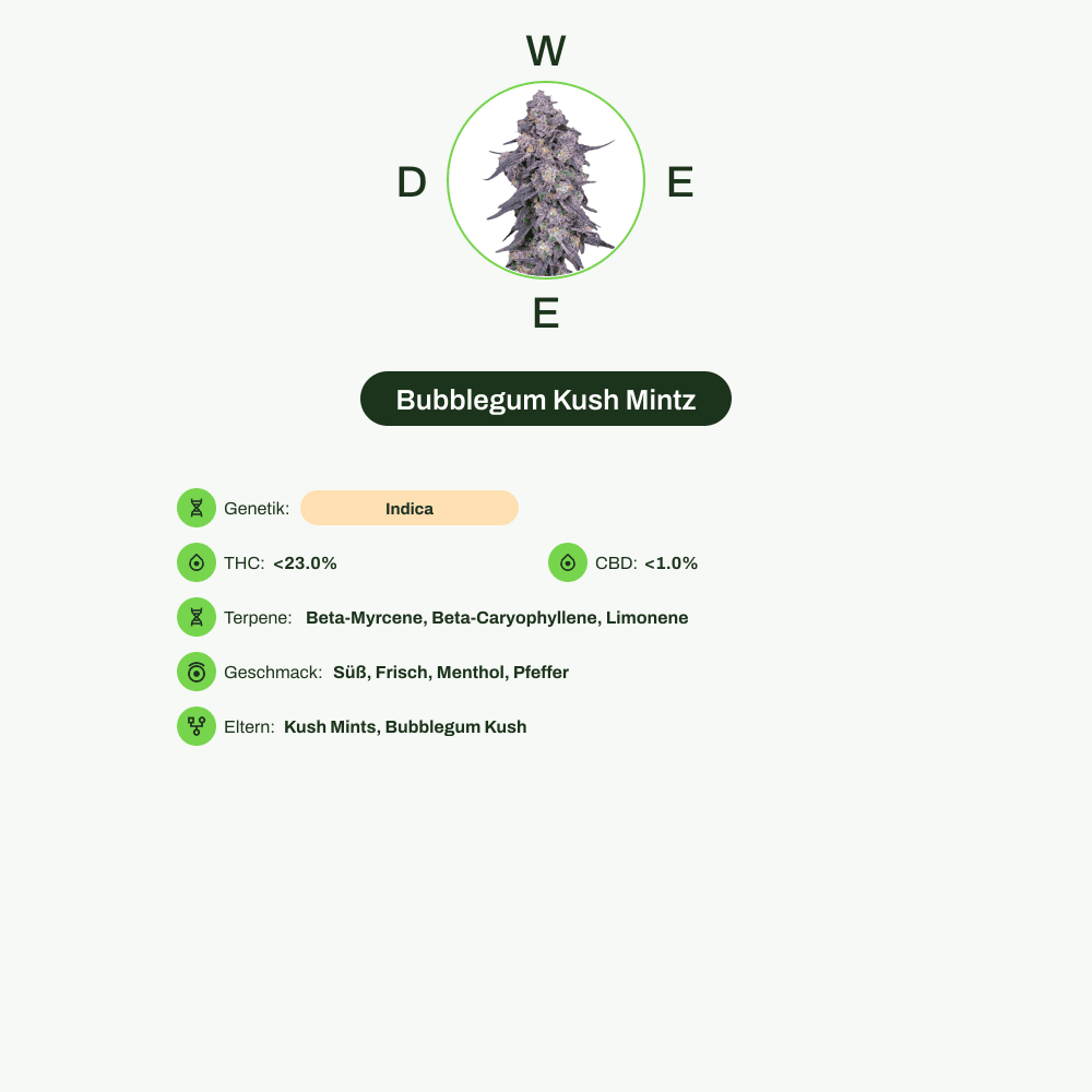 Infografik über THC-Gehalt, CBD-Gehalt, Terpene, Wirkungen, Geschmack von Bubblegum Kush Mintz