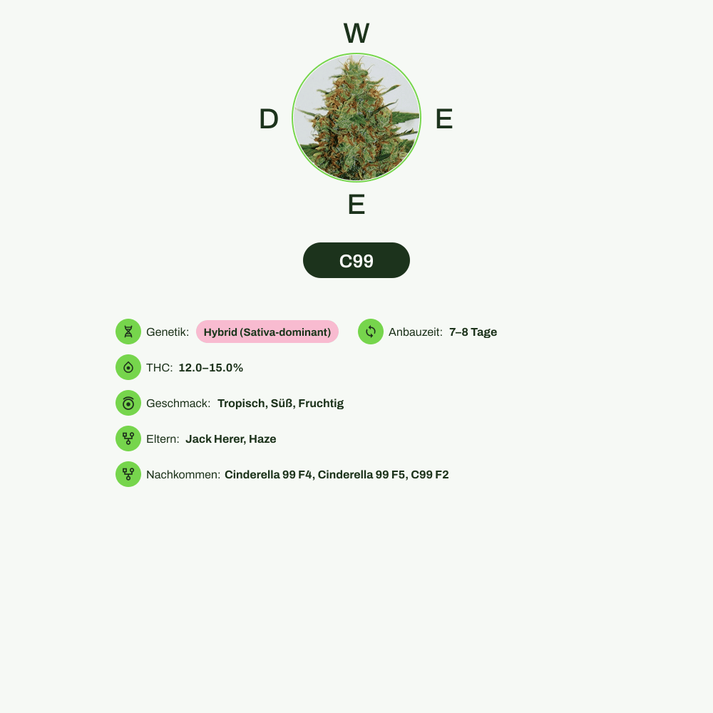 Infografik über THC-Gehalt, CBD-Gehalt, Wirkungen, Geschmack von C99