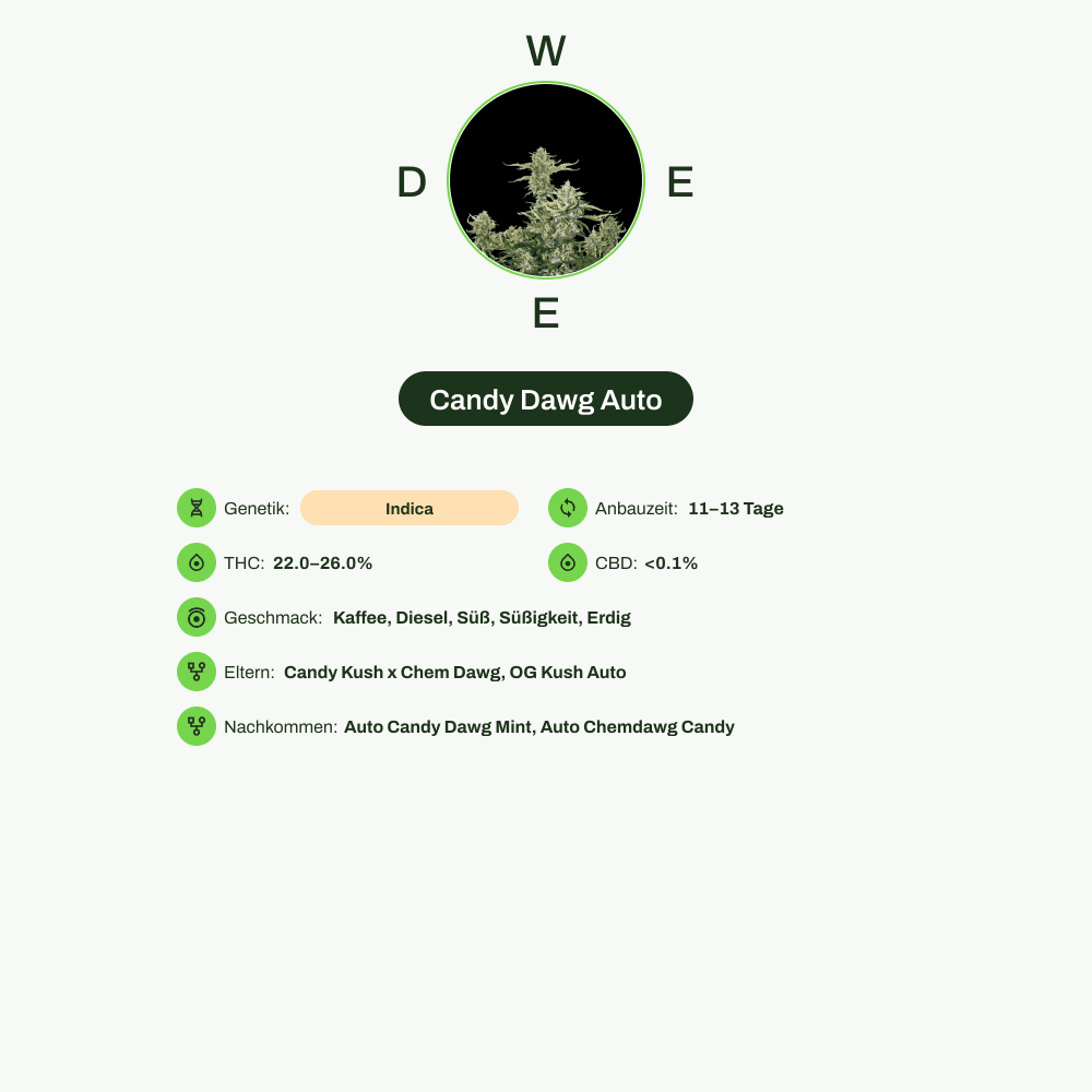 Infografik über THC-Gehalt, CBD-Gehalt, Wirkungen, Geschmack von Candy Dawg Auto