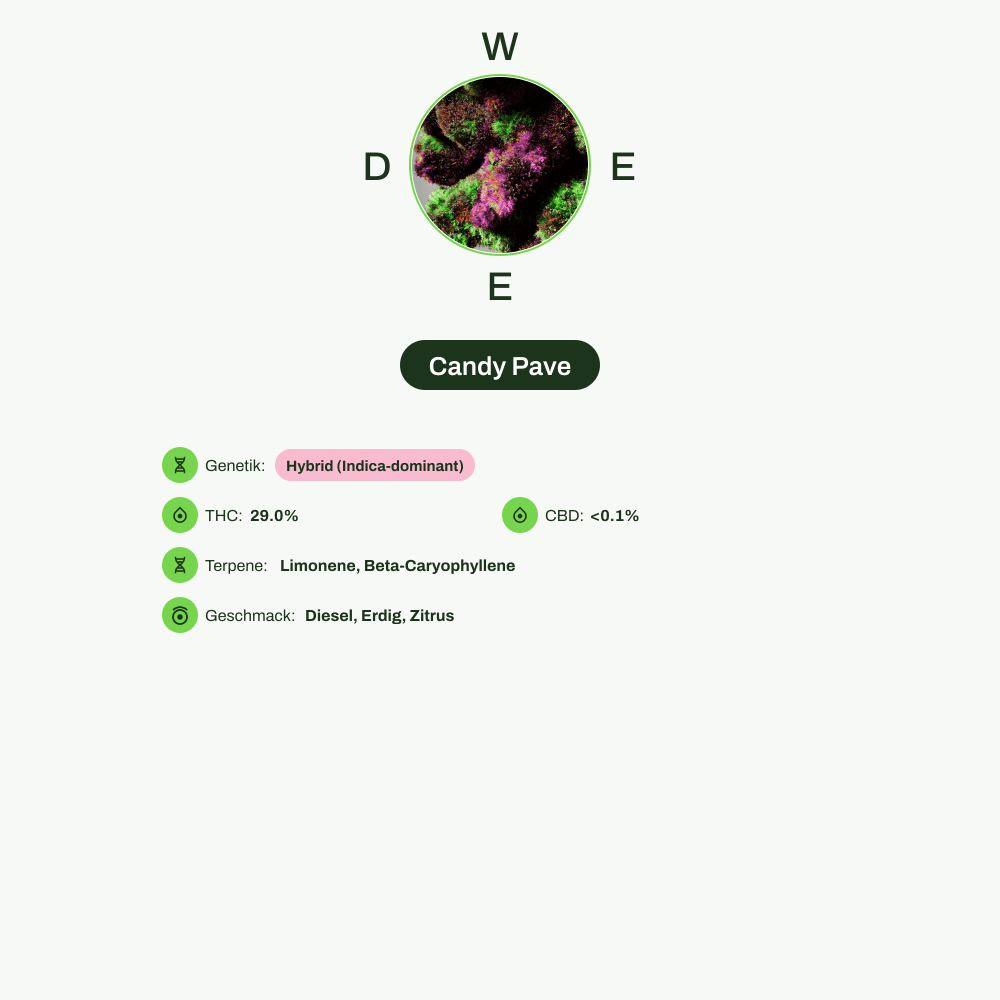 Infografik über THC-Gehalt, CBD-Gehalt, Terpene, Wirkungen, Geschmack von Candy Pave