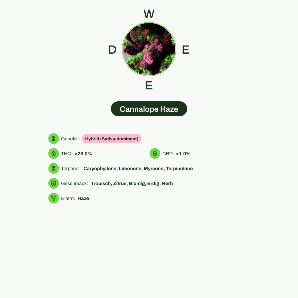 Infografik über THC-Gehalt, CBD-Gehalt, Terpene, Wirkungen, Geschmack von Cannalope Haze