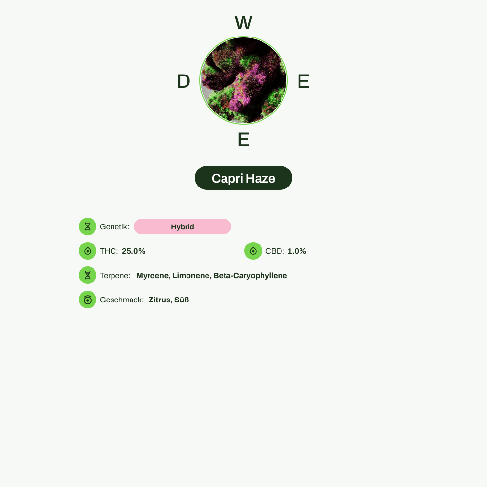 Infografik über THC-Gehalt, CBD-Gehalt, Terpene, Wirkungen, Geschmack von Capri Haze