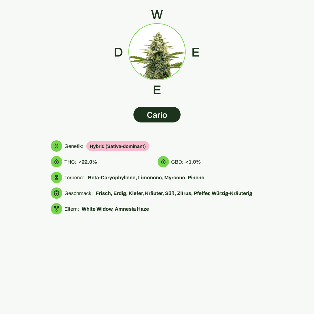 Infografik über THC-Gehalt, CBD-Gehalt, Terpene, Wirkungen, Geschmack von Cario