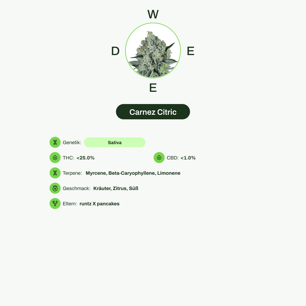 Infografik über THC-Gehalt, CBD-Gehalt, Terpene, Wirkungen, Geschmack von Carnez Citric