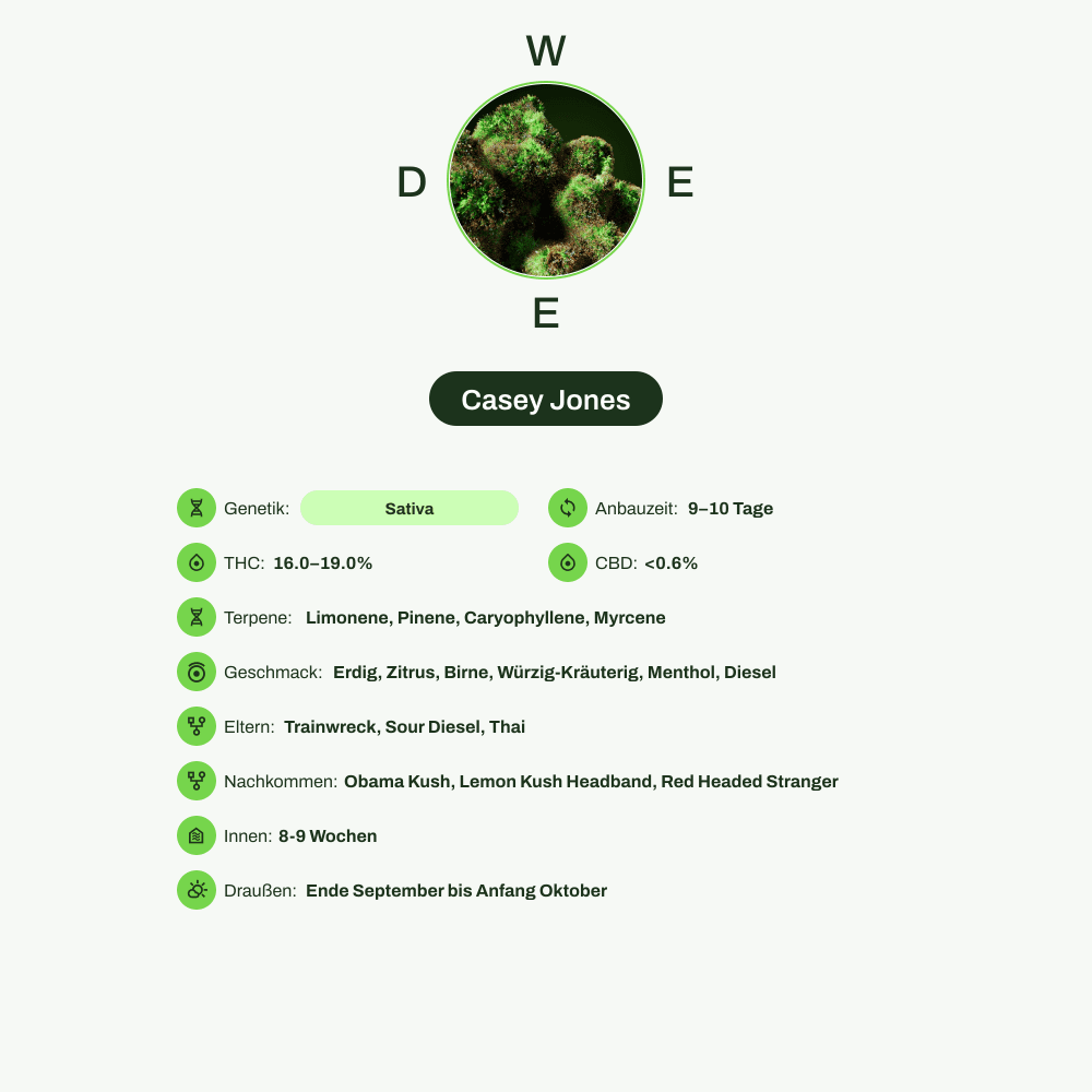 Infografik über THC-Gehalt, CBD-Gehalt, Terpene, Wirkungen, Geschmack von Casey Jones