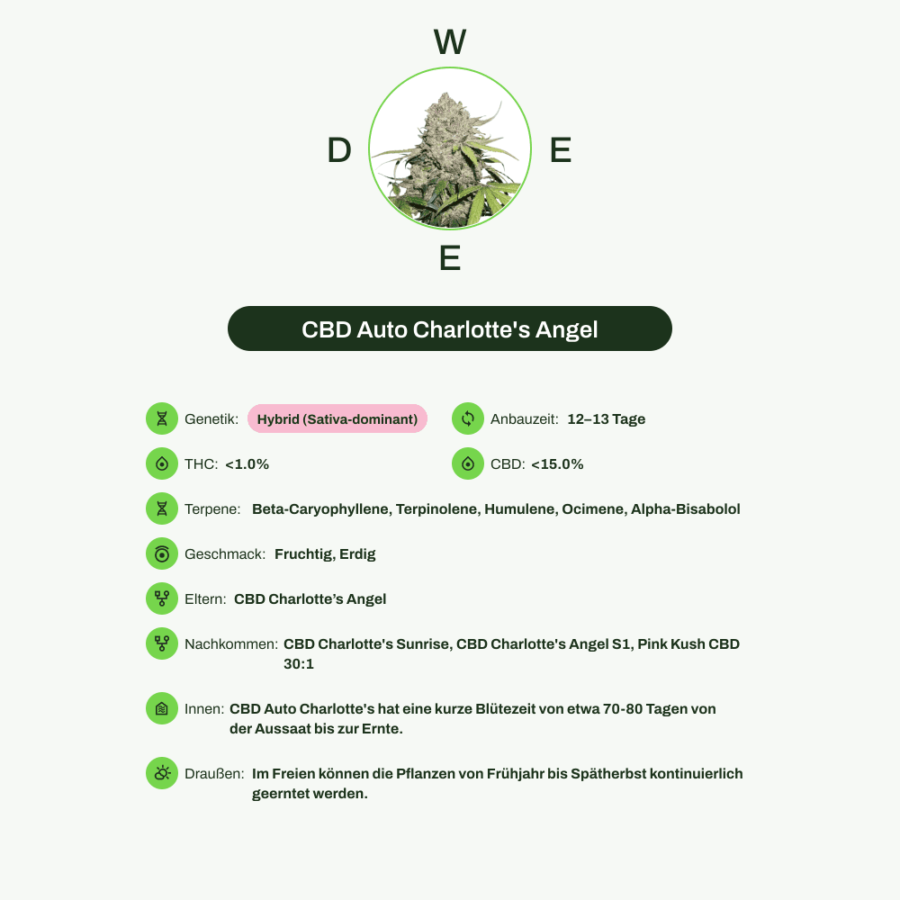Infografik über THC-Gehalt, CBD-Gehalt, Terpene, Wirkungen, Geschmack von CBD Auto Charlotte's Angel