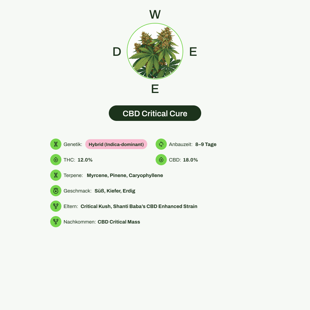 Infografik über THC-Gehalt, CBD-Gehalt, Terpene, Wirkungen, Geschmack von CBD Critical Cure