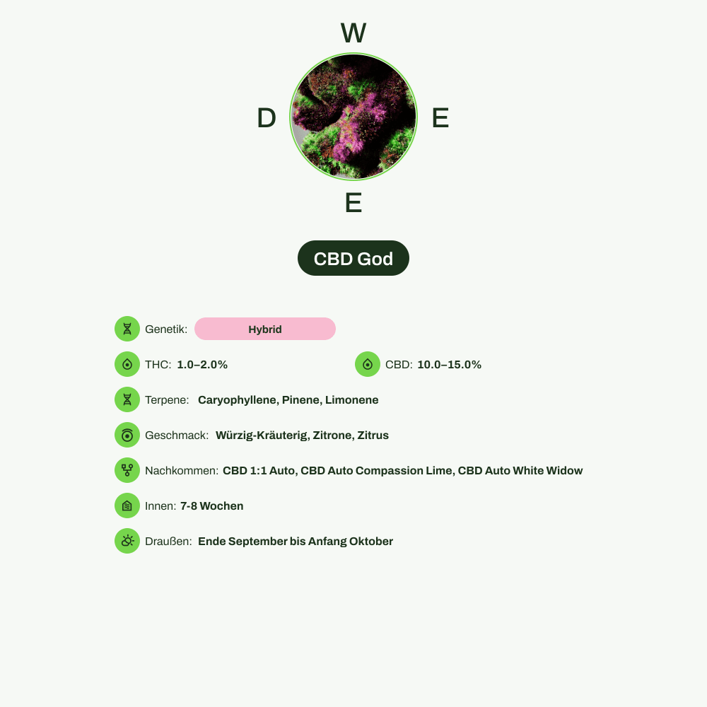Infografik über THC-Gehalt, CBD-Gehalt, Terpene, Wirkungen, Geschmack von CBD God