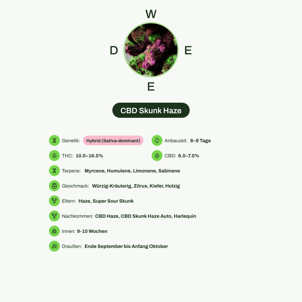 Infografik über THC-Gehalt, CBD-Gehalt, Terpene, Wirkungen, Geschmack von CBD Skunk Haze