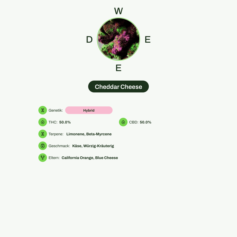 Infografik über THC-Gehalt, CBD-Gehalt, Terpene, Wirkungen, Geschmack von Cheddar Cheese