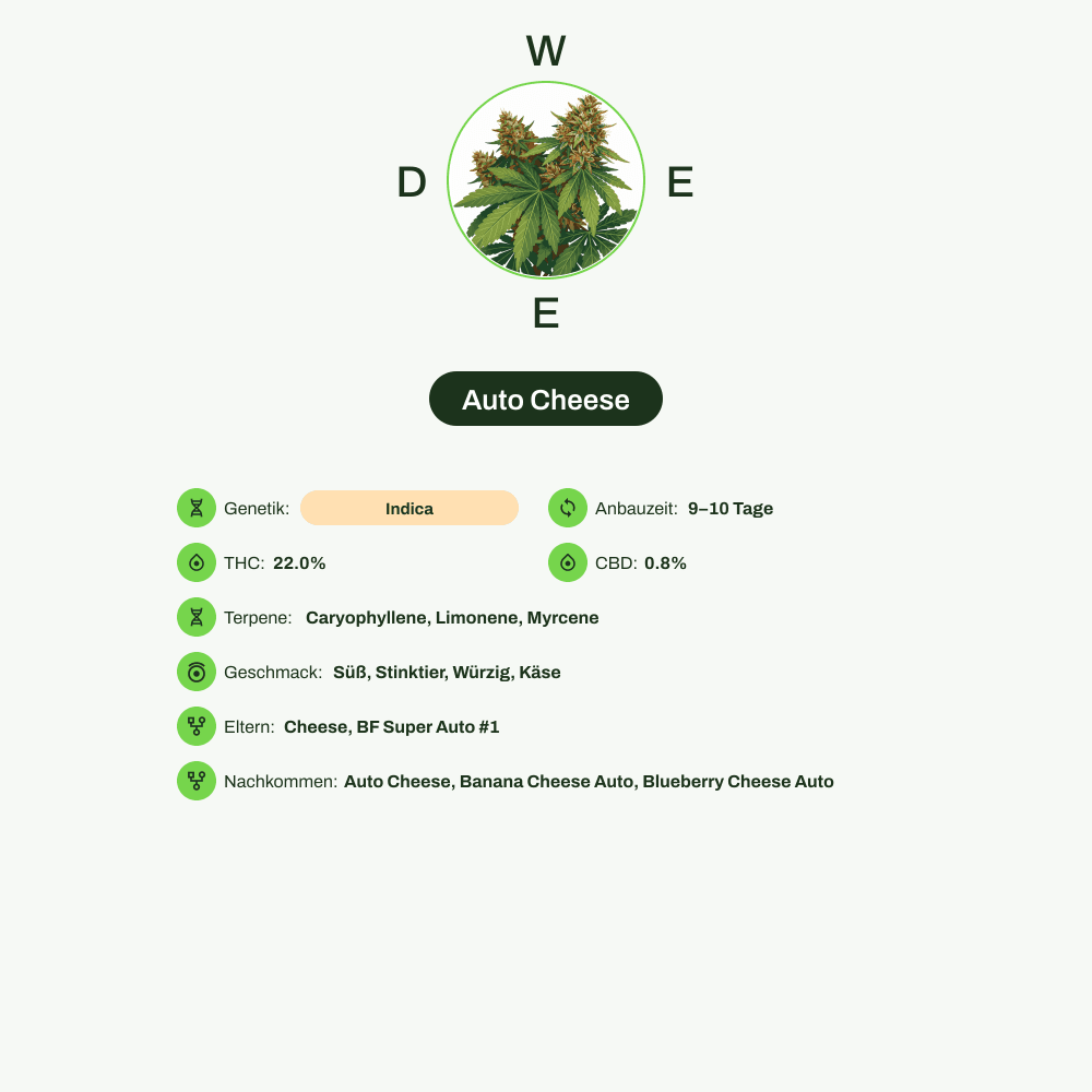 Infografik über THC-Gehalt, CBD-Gehalt, Terpene, Wirkungen, Geschmack von Auto Cheese