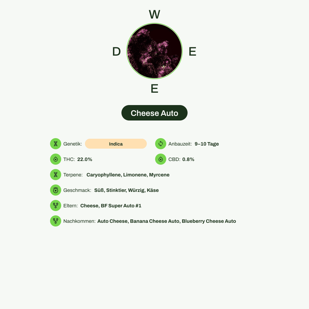 Infografik über THC-Gehalt, CBD-Gehalt, Terpene, Wirkungen, Geschmack von Cheese Auto