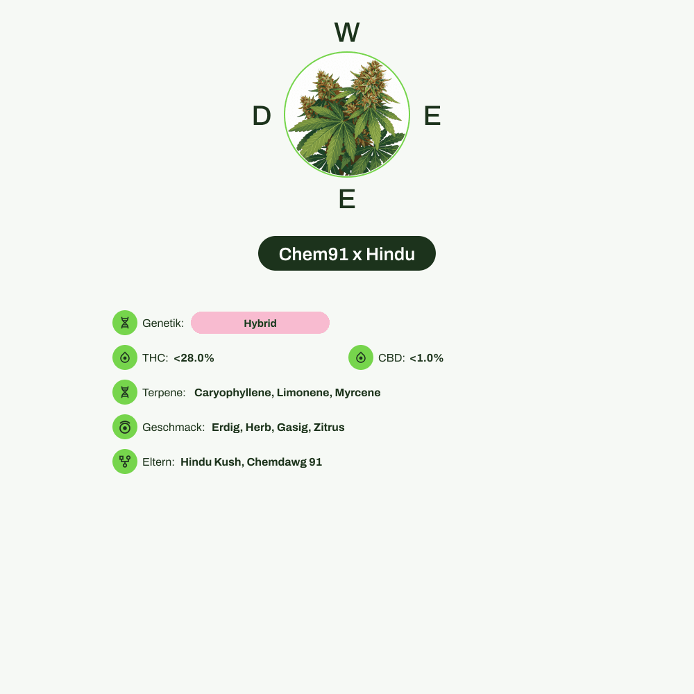 Infografik über THC-Gehalt, CBD-Gehalt, Terpene, Wirkungen, Geschmack von Chem91 x Hindu