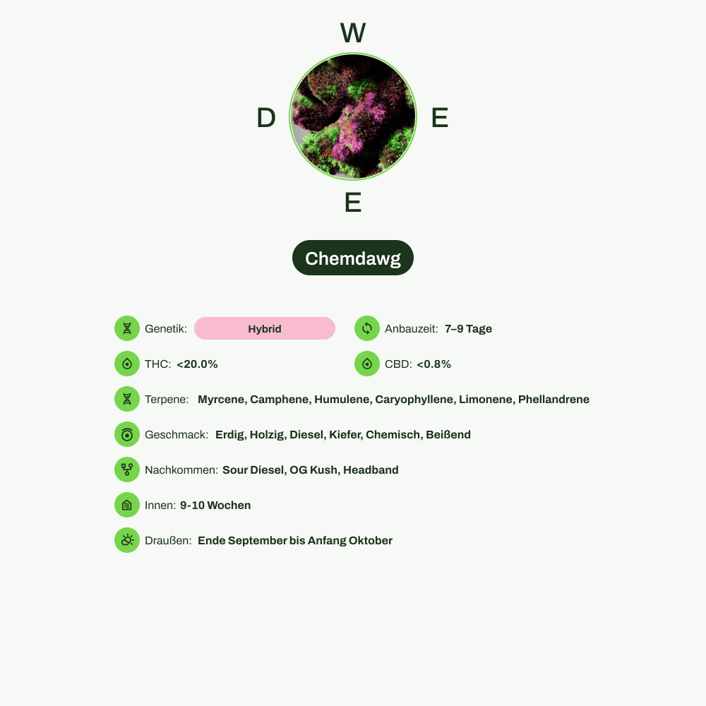 Infografik über THC-Gehalt, CBD-Gehalt, Terpene, Wirkungen, Geschmack von Chemdawg