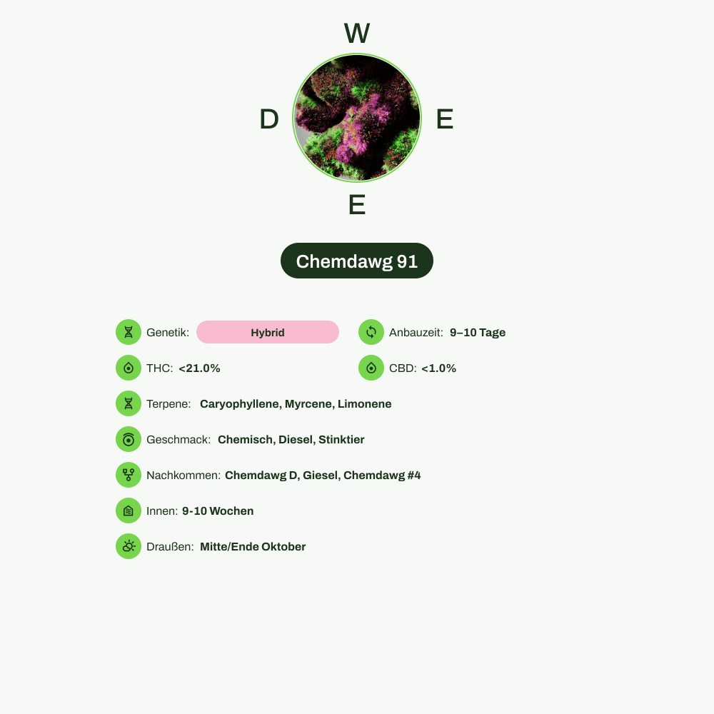 Infografik über THC-Gehalt, CBD-Gehalt, Terpene, Wirkungen, Geschmack von Chemdawg 91