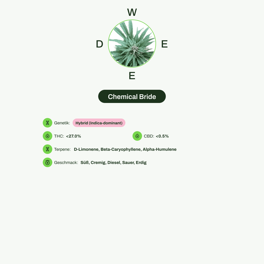 Infografik über THC-Gehalt, CBD-Gehalt, Terpene, Wirkungen, Geschmack von Chemical Bride