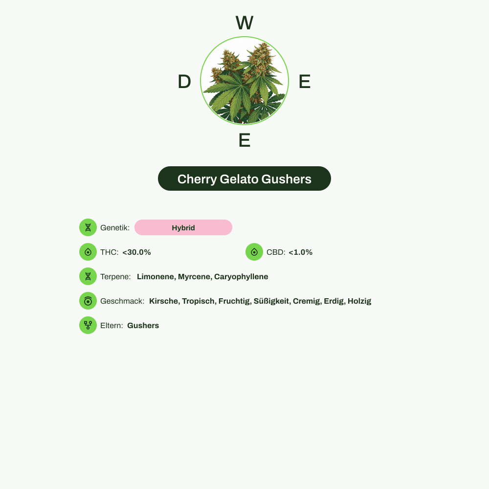 Infografik über THC-Gehalt, CBD-Gehalt, Terpene, Wirkungen, Geschmack von Cherry Gelato Gushers