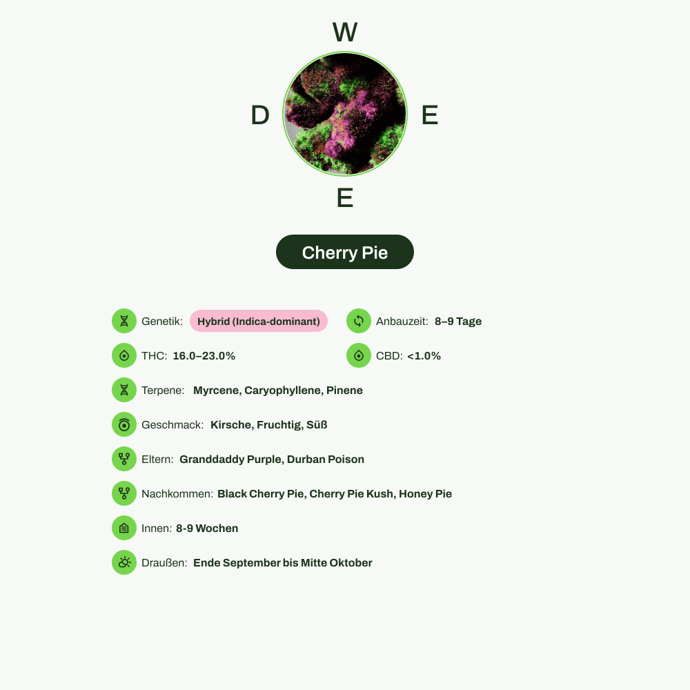 Infografik über THC-Gehalt, CBD-Gehalt, Terpene, Wirkungen, Geschmack von Cherry Pie