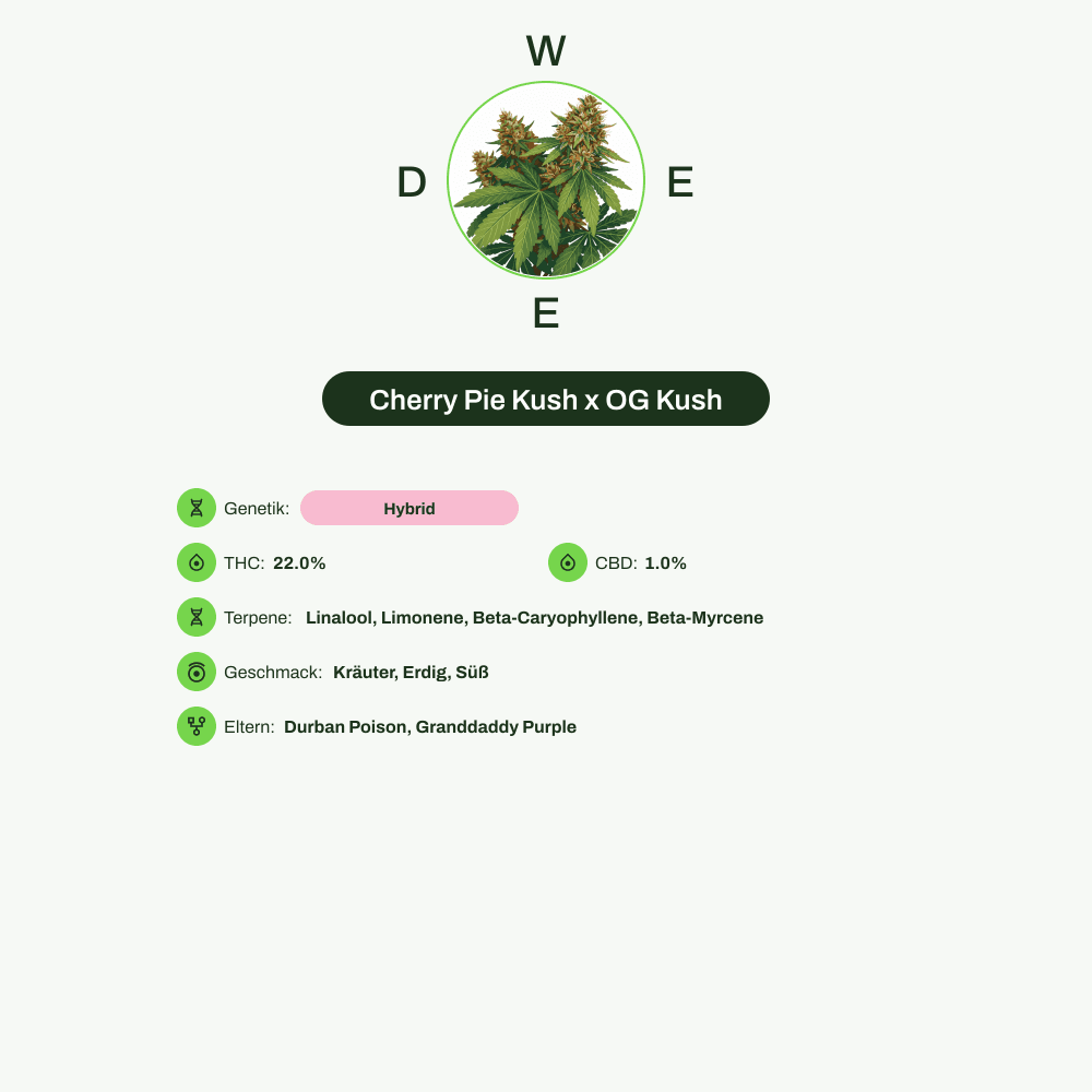 Infografik über THC-Gehalt, CBD-Gehalt, Terpene, Wirkungen, Geschmack von Cherry Pie Kush x OG Kush