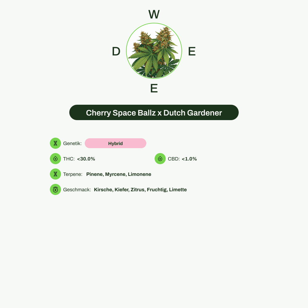Infografik über THC-Gehalt, CBD-Gehalt, Terpene, Wirkungen, Geschmack von Cherry Space Ballz x Dutch Gardener