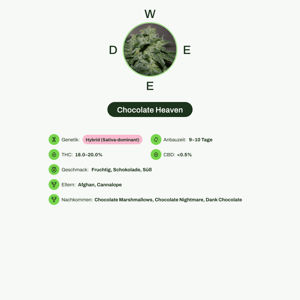 Infografik über THC-Gehalt, CBD-Gehalt, Wirkungen, Geschmack von Chocolate Heaven