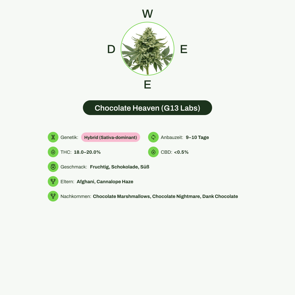 Infografik über THC-Gehalt, CBD-Gehalt, Wirkungen, Geschmack von Chocolate Heaven (G13 Labs)