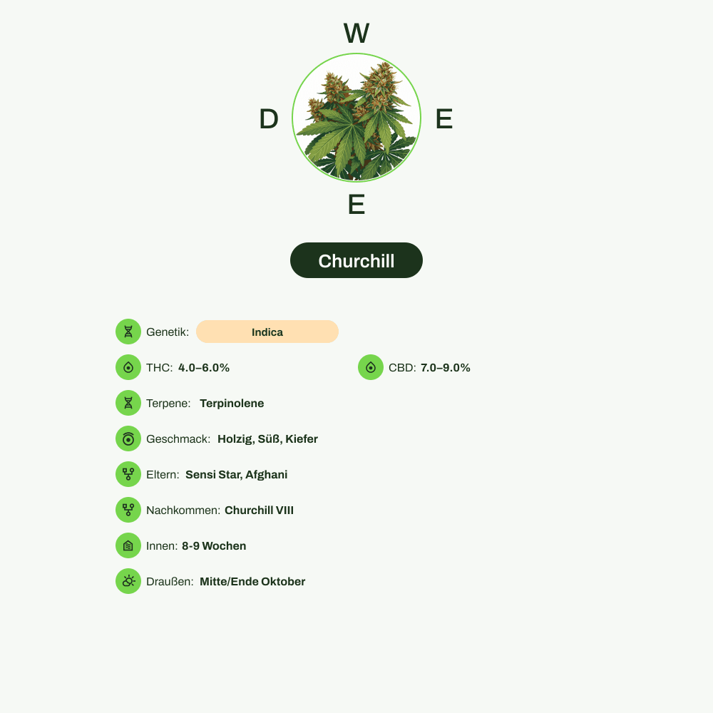 Infografik über THC-Gehalt, CBD-Gehalt, Terpene, Wirkungen, Geschmack von Churchill