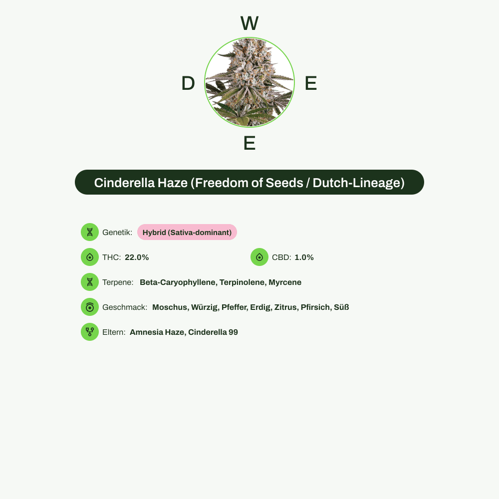 Infografik über THC-Gehalt, CBD-Gehalt, Terpene, Wirkungen, Geschmack von Cinderella Haze (Freedom of Seeds / Dutch-Lineage)