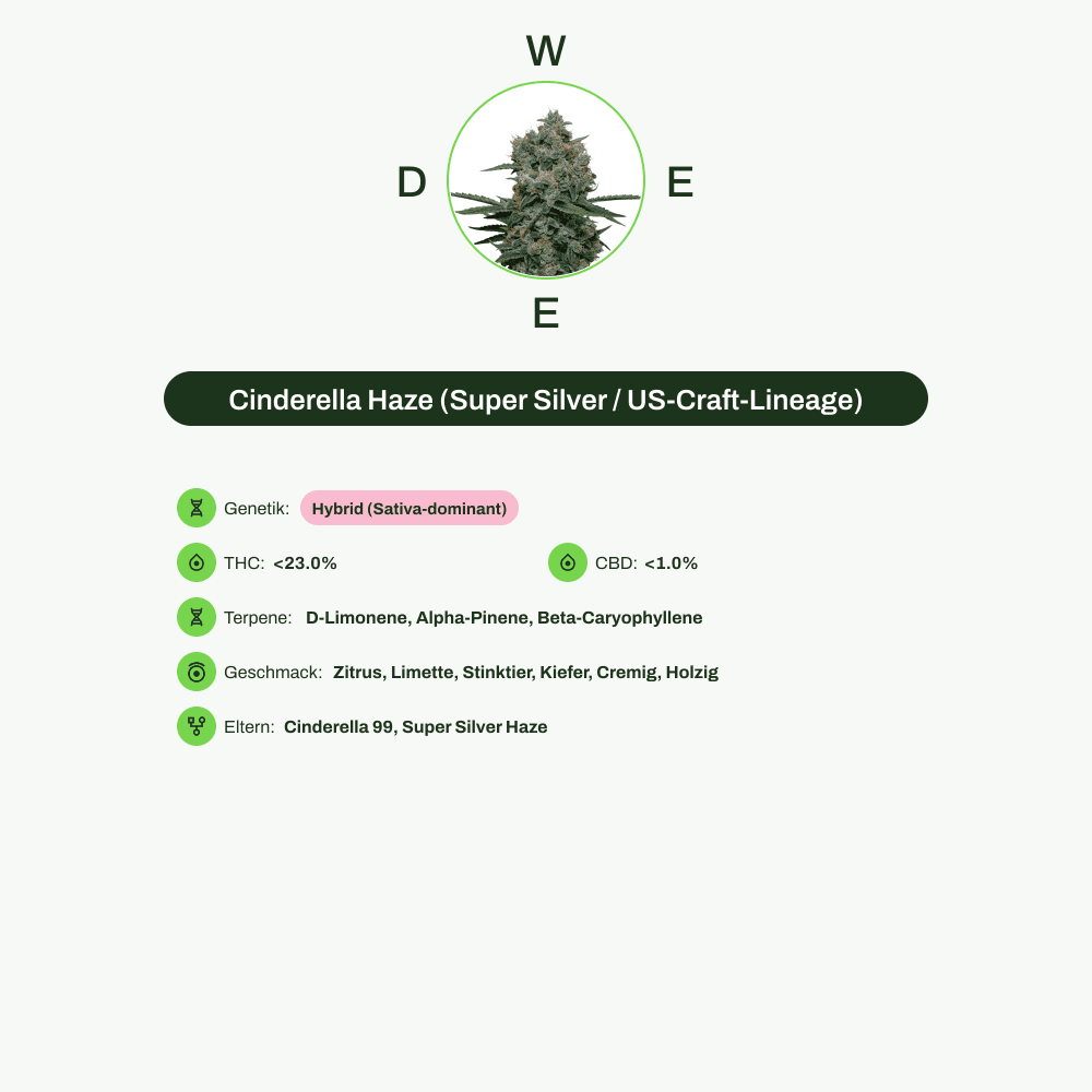 Infografik über THC-Gehalt, CBD-Gehalt, Terpene, Wirkungen, Geschmack von Cinderella Haze (Super Silver / US-Craft-Lineage)