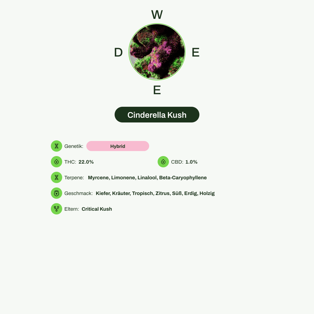Infografik über THC-Gehalt, CBD-Gehalt, Terpene, Wirkungen, Geschmack von Cinderella Kush