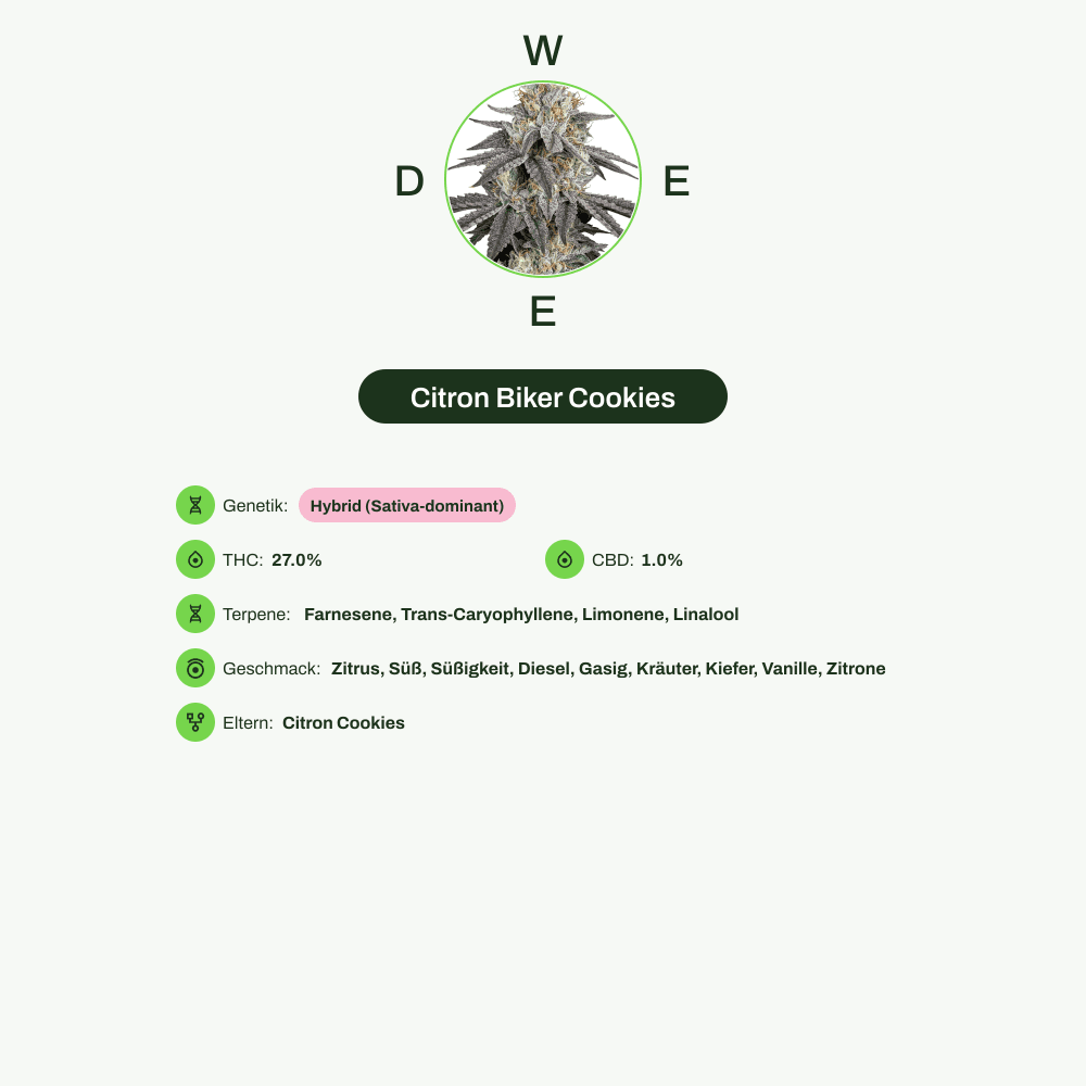 Infografik über THC-Gehalt, CBD-Gehalt, Terpene, Wirkungen, Geschmack von Citron Biker Cookies