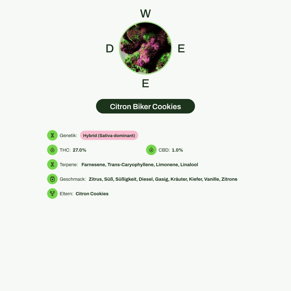 Infografik über THC-Gehalt, CBD-Gehalt, Terpene, Wirkungen, Geschmack von Citron Biker Cookies