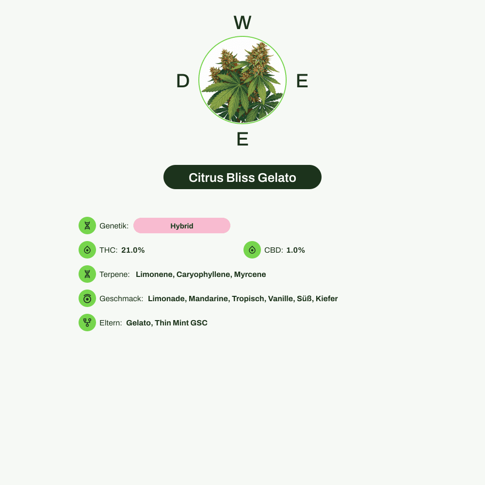 Infografik über THC-Gehalt, CBD-Gehalt, Terpene, Wirkungen, Geschmack von Citrus Bliss Gelato