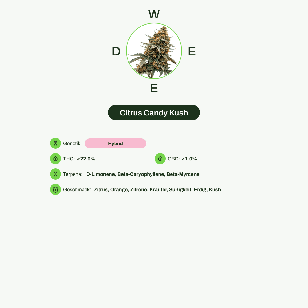 Infografik über THC-Gehalt, CBD-Gehalt, Terpene, Wirkungen, Geschmack von Citrus Candy Kush