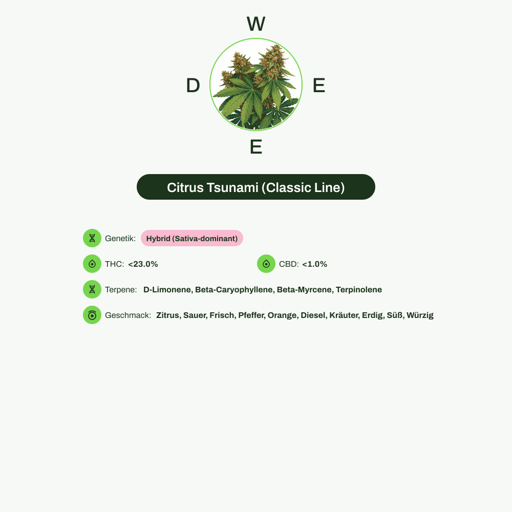 Infografik über THC-Gehalt, CBD-Gehalt, Terpene, Wirkungen, Geschmack von Citrus Tsunami (Classic Line)