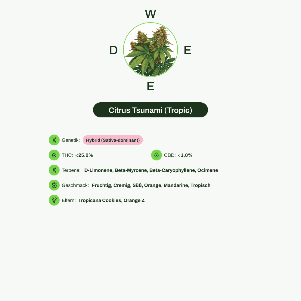 Infografik über THC-Gehalt, CBD-Gehalt, Terpene, Wirkungen, Geschmack von Citrus Tsunami (Tropic)
